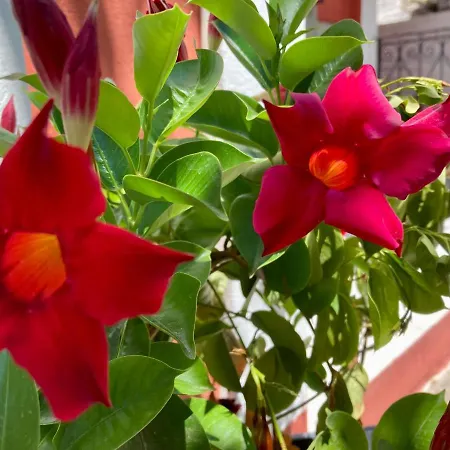 公寓 Dielino Amazing Sunset View *