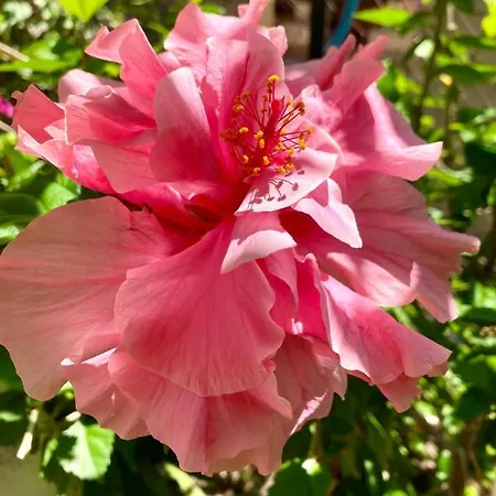 Dielino Amazing Sunset View 公寓